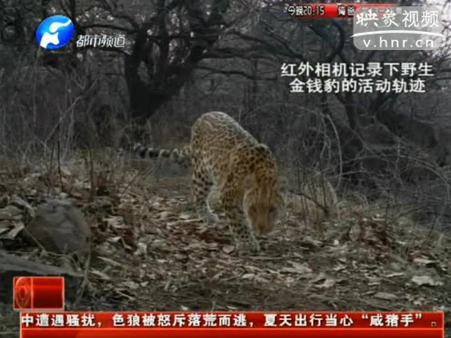 萌萌噠！濟(jì)源首次拍到金錢豹