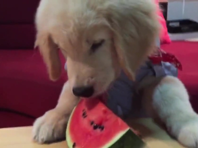超萌金毛啃西瓜！夏天來了汪星人也要消暑??！