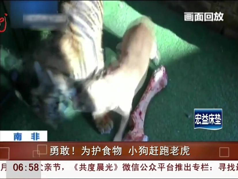 勇敢！為護(hù)食物 小狗趕跑老虎