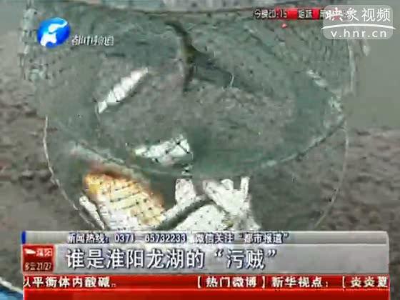 淮陽(yáng)龍湖遭污染 湖中魚全得病