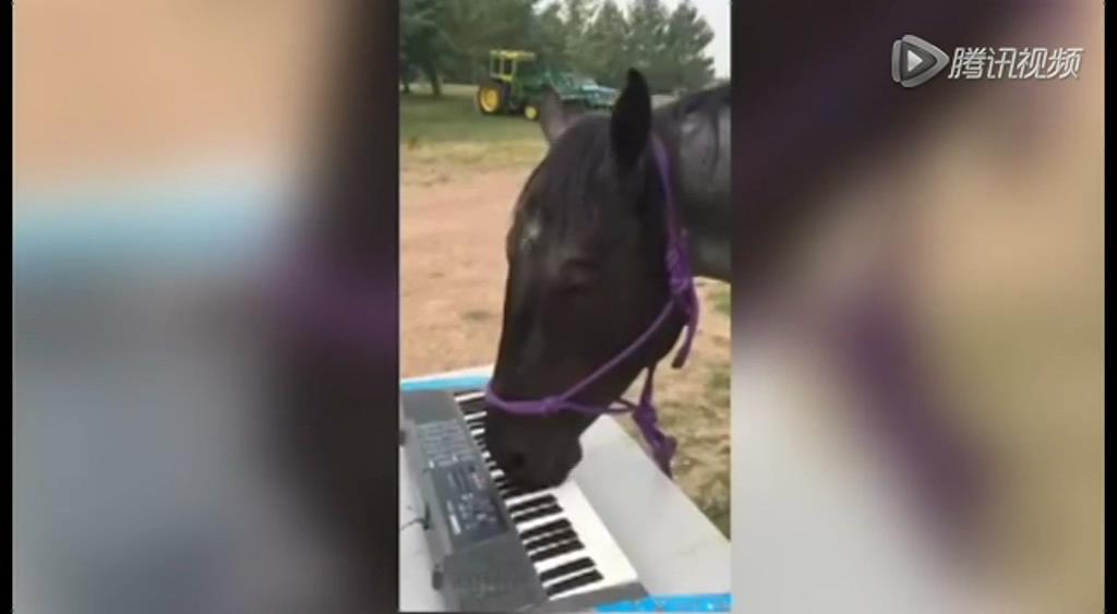 這只逆天的馬會彈琴！