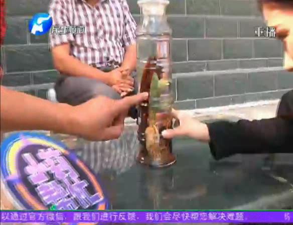 神奇！泡酒人參發(fā)芽長樹葉