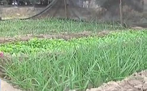 生態(tài)廊道變菜園 誰(shuí)干的？