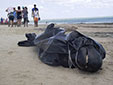 海洋環(huán)境惡化？巴西30鯨魚(yú)擱淺