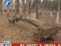 老樹(shù)斷根挪生態(tài)園 斷根殘肢讓人傷