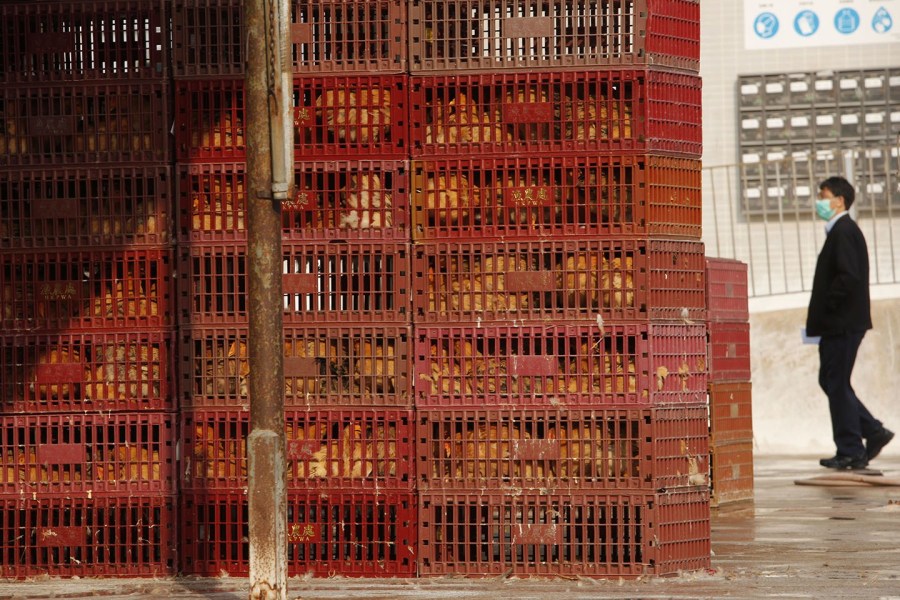 香港撲殺2萬(wàn)只家禽