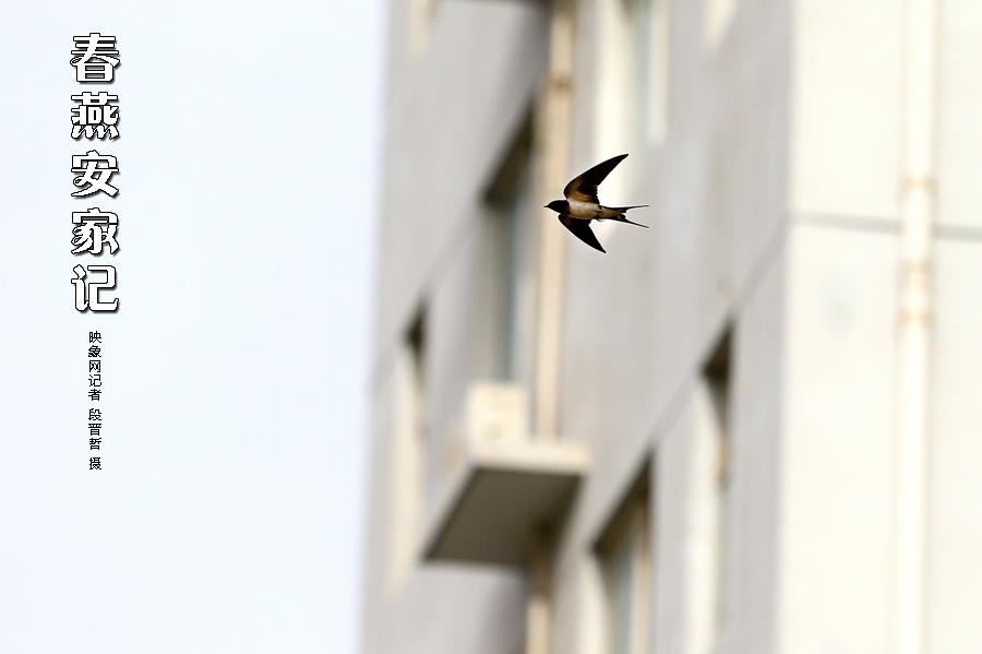 為了愛巢，每天奔波在樓宇間不斷努力