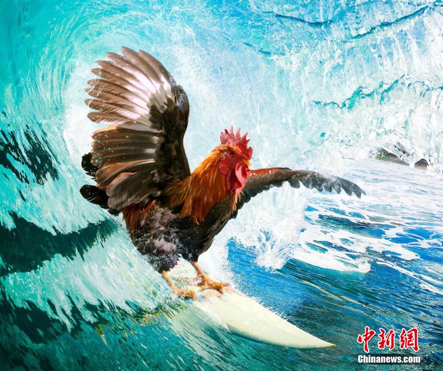 有趣！英國一公司推出公雞日歷